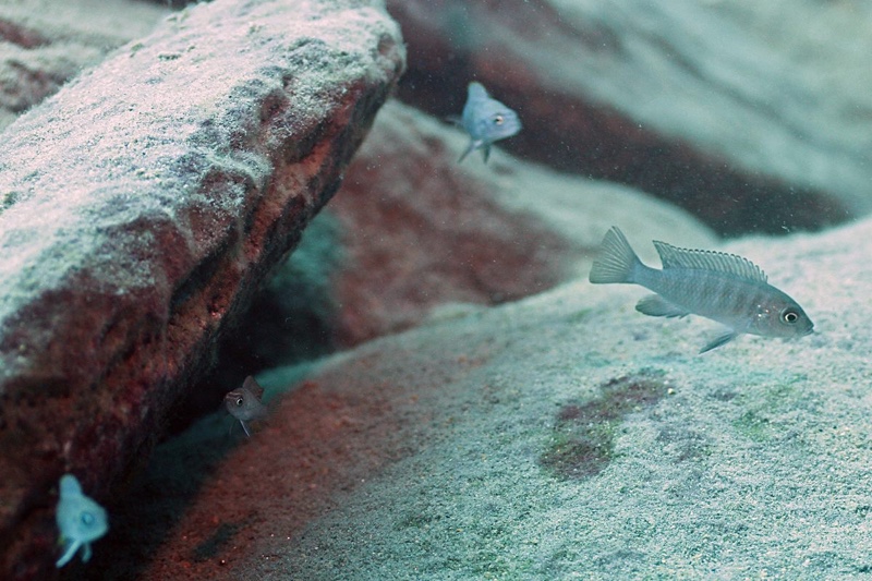 Cynotilapia sp. 'lion ntekete' Border